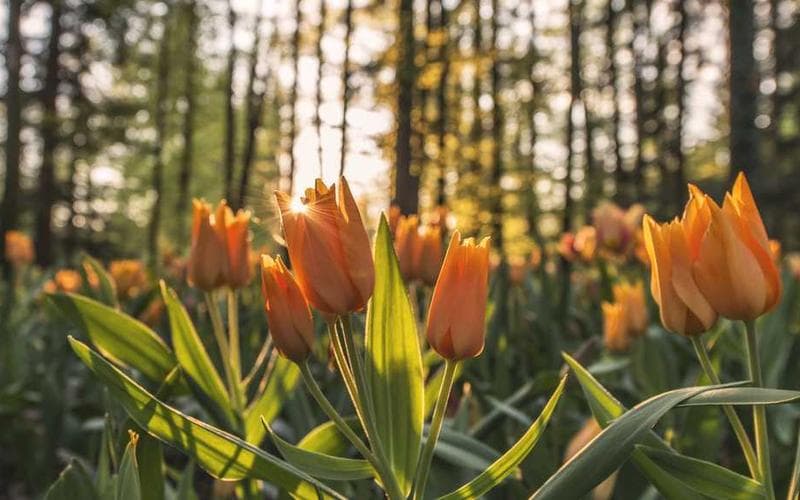 Sylent Runner demo screenshot